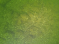DCIM100GOPRO